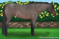 Horse Color:Bay Roan 