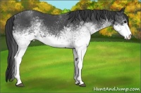 Horse Color:White Spotted Blue Roan 