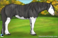 Horse Color:Black Splash Brindle