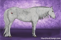 Horse Color:ERROR: UNKNOWN ANOMALY Brindle