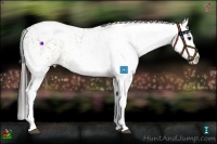 Horse Color:White Spotted Brown Dun Splash Appaloosa 