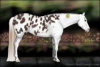 Horse Color:Liver Chestnut Appaloosa 