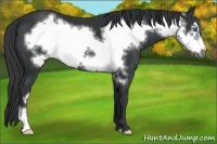 Horse Color:Black Frame 