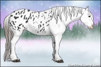 Horse Color:Black Appaloosa