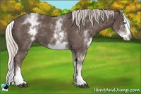 Horse Color:White Spotted Silver Black Splash 