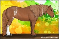 Horse Color:White Spotted Chestnut Rabicano 