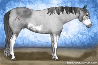 Horse Color:Blue Roan Sabino Splash Frame Rabicano 