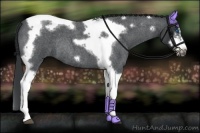 Horse Color:Blue Roan Splash Tobiano Frame Rabicano 
