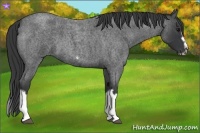 Horse Color:Blue Roan Splash Frame Rabicano 