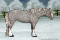 Horse Color:Silver Blue Roan Splash Frame Rabicano 