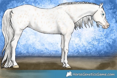 Horse Color:Cremello Sabino Appaloosa 