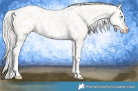 Horse Color:Cremello Sabino Appaloosa