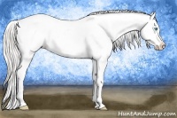 Horse Color:Cremello Sabino Appaloosa