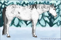 Horse Color:Black Sabino