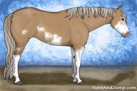 Horse Color:Red Dun Sabino Splash Frame Rabicano 