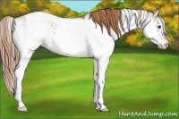 Horse Color:Chestnut Sabino