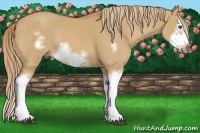 Horse Color:Red Dun Sabino Splash Frame Rabicano
