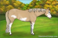 Horse Color:Red Dun Sabino Splash Frame Rabicano