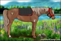 Horse Color:Chestnut Sabino 