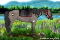 Horse Color:Grullo Sabino 