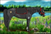 Horse Color:Black Sabino 