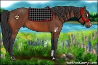 Horse Color:Bay Sabino 