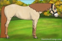 Horse Color:Red Dun Roan Sabino Splash Frame Rabicano 
