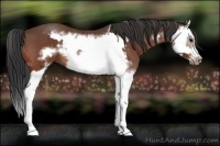 Horse Color:Bay Sabino Splash Frame Rabicano  and Bay Sabino Splash Frame Rabicano 
