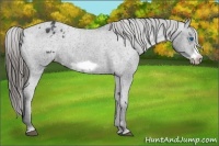 Horse Color:Black Sabino Frame Appaloosa 
