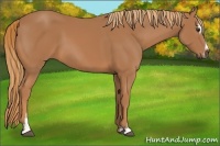 Horse Color:Chestnut Sabino