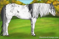 Horse Color:Black Sabino