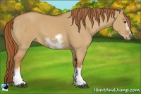 Horse Color:Red Dun Sabino Splash Frame Rabicano