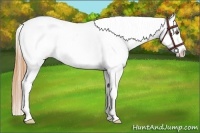 Horse Color:Buckskin Dun Appaloosa