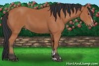 Horse Color:Bay Sabino