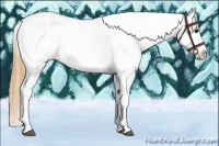 Horse Color:Buckskin Tobiano Appaloosa