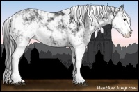 Horse Color:Black Sabino 