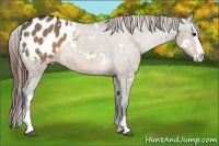 Horse Color:White Spotted Brown Dun Splash Appaloosa