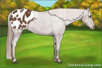 Horse Color:Chestnut Sabino Blanket