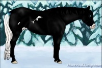 Horse Color:White Spotted Gold Cream Champagne Pearl Dun Appaloosa Rabicano 