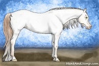 Horse Color:Gold Champagne Dun Sabino Appaloosa 