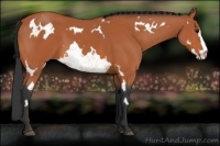 Horse Color:Bay Sabino Frame 