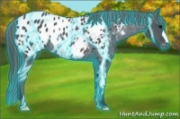 Horse Color:Thunderstruck Black Near Leopard Rabicano 