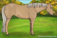 Horse Color:Palomino Sabino