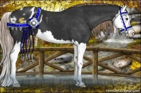 Horse Color:Liver Chestnut Splash Appaloosa 