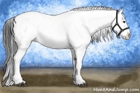 Horse Color:Liver Chestnut Sabino Appaloosa 