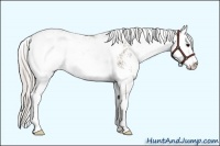 Horse Color:Silver Grullo Sabino