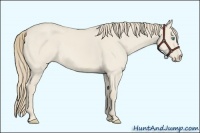 Horse Color:Smoky Creme Dun Sabino 