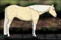 Horse Color:Palomino Dun Tobiano 