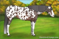 Horse Color:Bay Splash Appaloosa