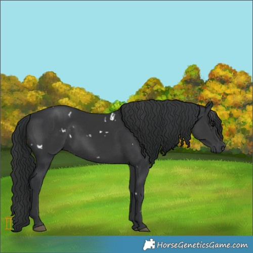 Horse Color:White Spotted Black 